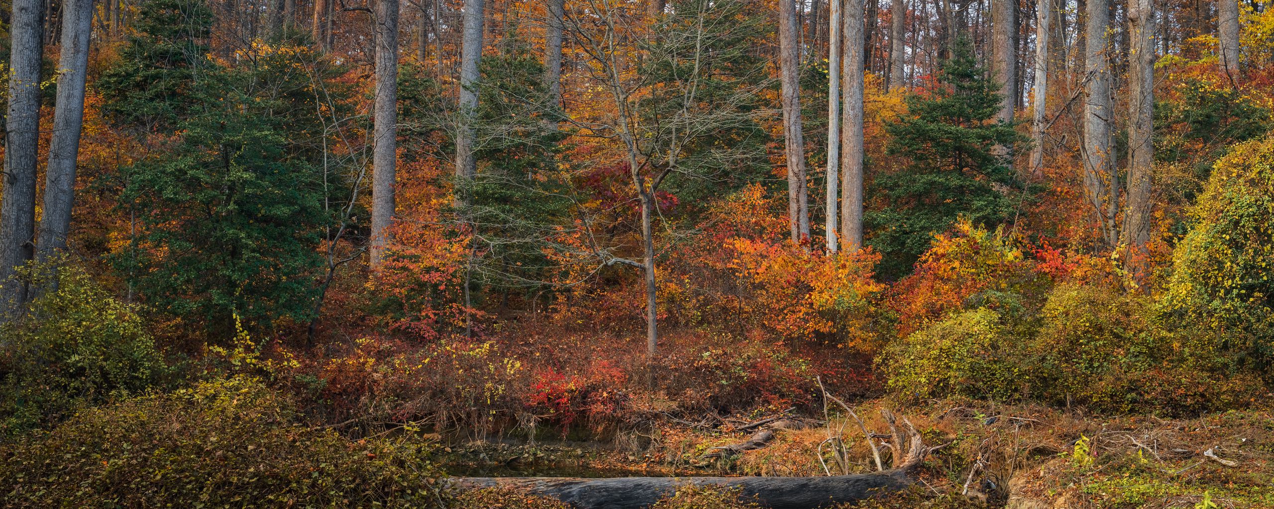 Download Wallpaper X Trees Forest Autumn Landscape Ultrawide Monitor Hd Background