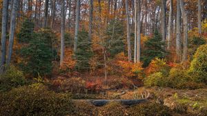 Preview wallpaper trees, forest, autumn, landscape