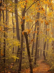 Preview wallpaper trees, forest, autumn, leaves, trail