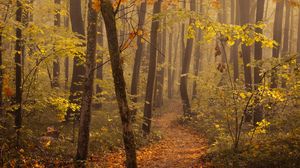 Preview wallpaper trees, forest, autumn, leaves, trail