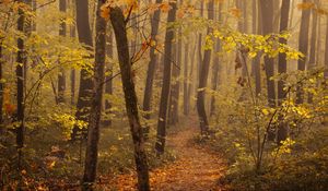 Preview wallpaper trees, forest, autumn, leaves, trail