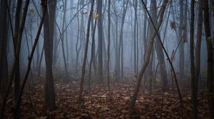 Preview wallpaper trees, forest, autumn, fog