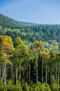 Preview wallpaper trees, forest, birch, spruce