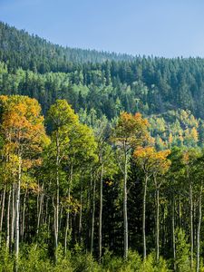 Preview wallpaper trees, forest, birch, spruce