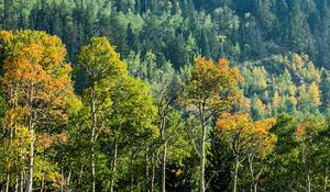 Preview wallpaper trees, forest, birch, spruce