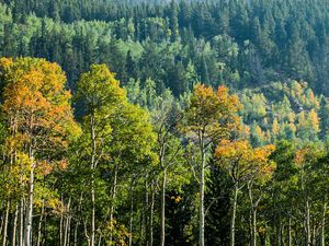 Preview wallpaper trees, forest, birch, spruce