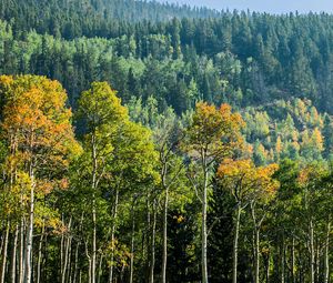 Preview wallpaper trees, forest, birch, spruce