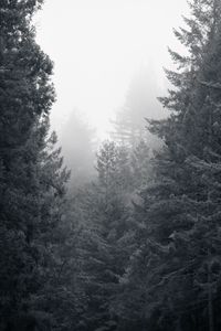 Preview wallpaper trees, forest, black and white, landscape, nature