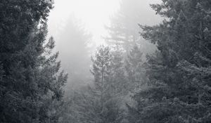 Preview wallpaper trees, forest, black and white, landscape, nature