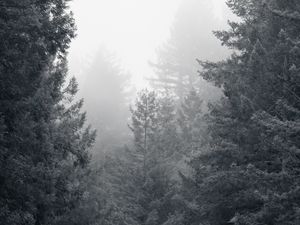 Preview wallpaper trees, forest, black and white, landscape, nature