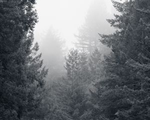 Preview wallpaper trees, forest, black and white, landscape, nature