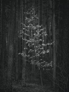 Preview wallpaper trees, forest, black and white, nature
