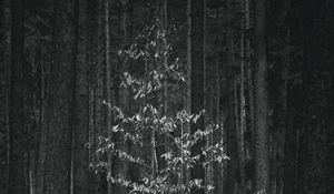 Preview wallpaper trees, forest, black and white, nature