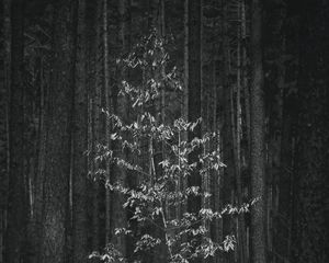 Preview wallpaper trees, forest, black and white, nature