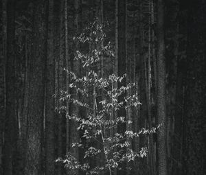 Preview wallpaper trees, forest, black and white, nature