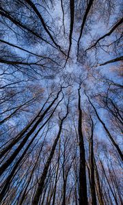 Preview wallpaper trees, forest, bottom view, branches, sky