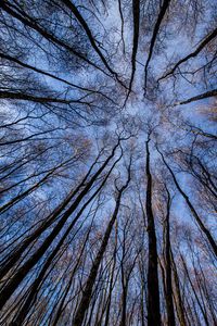 Preview wallpaper trees, forest, bottom view, branches, sky