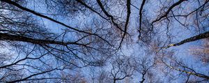 Preview wallpaper trees, forest, bottom view, branches, sky