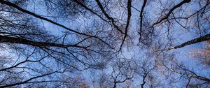 Preview wallpaper trees, forest, bottom view, branches, sky