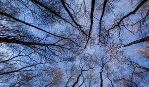 Preview wallpaper trees, forest, bottom view, branches, sky