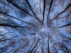 Preview wallpaper trees, forest, bottom view, branches, sky