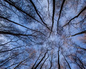 Preview wallpaper trees, forest, bottom view, branches, sky