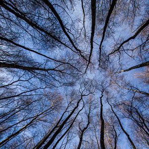 Preview wallpaper trees, forest, bottom view, branches, sky