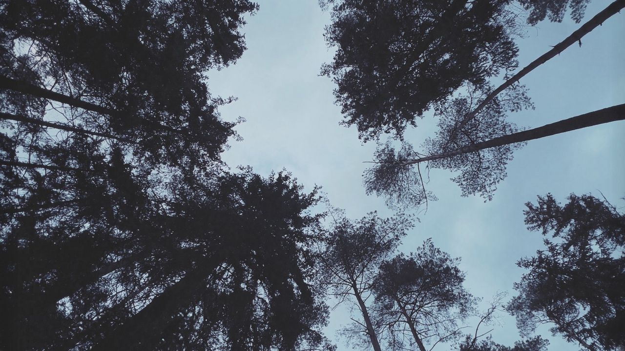 Wallpaper trees, forest, bottom view, dark