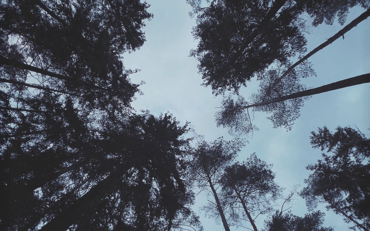1280x800 Wallpaper trees, forest, bottom view, dark