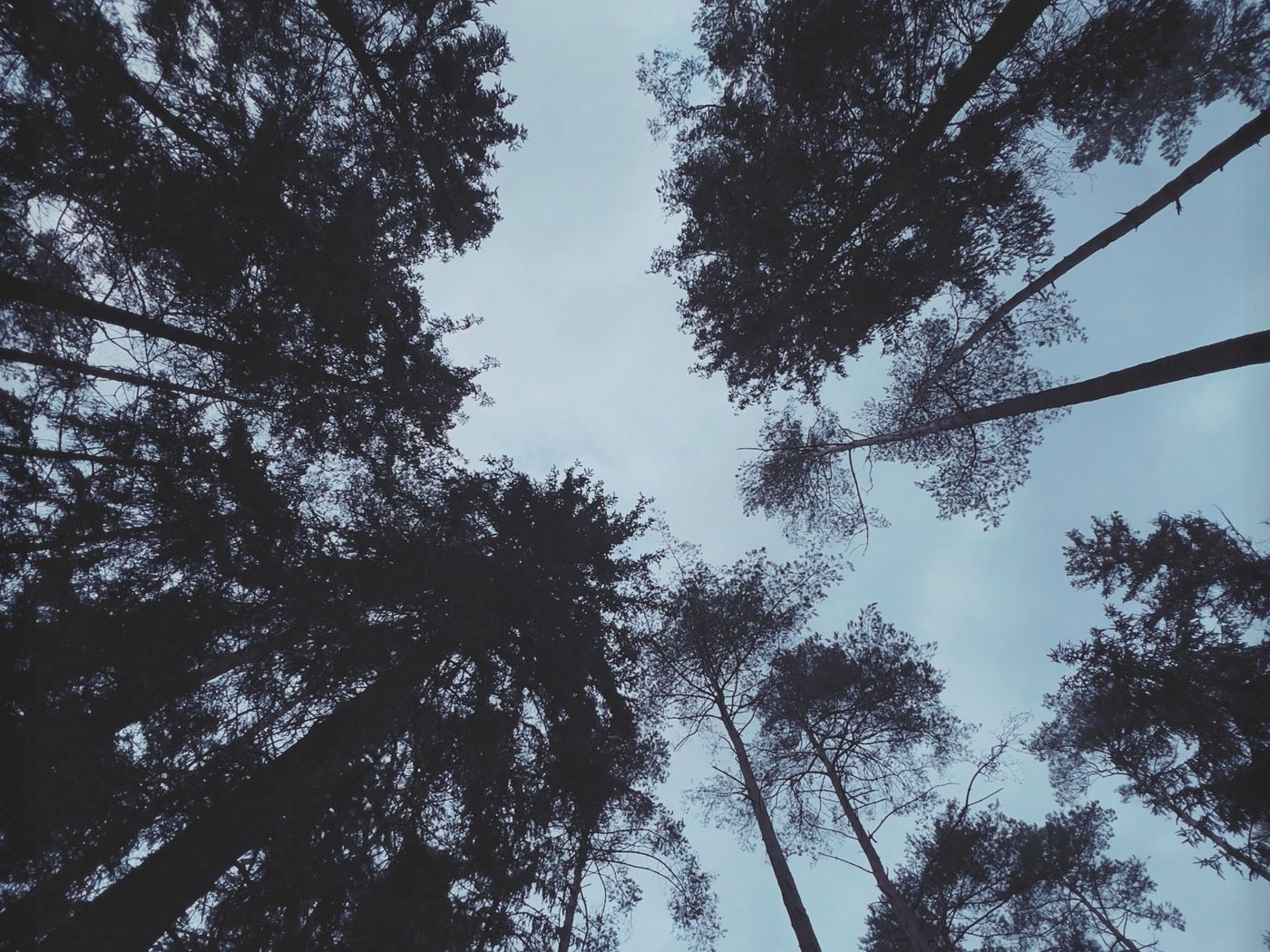 1400x1050 Wallpaper trees, forest, bottom view, dark