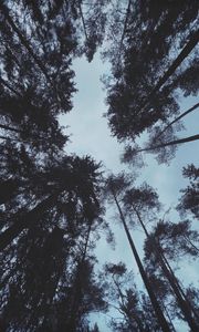 Preview wallpaper trees, forest, bottom view, dark