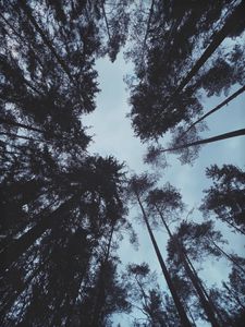 Preview wallpaper trees, forest, bottom view, dark