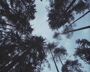 Preview wallpaper trees, forest, bottom view, dark