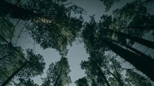 Preview wallpaper trees, forest, bottom view