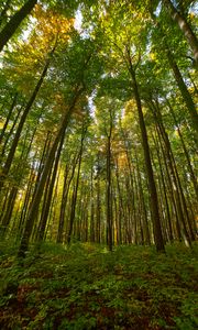 Preview wallpaper trees, forest, bottom view, bushes