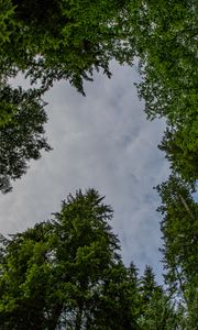 Preview wallpaper trees, forest, bottom view, sky