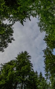 Preview wallpaper trees, forest, bottom view, sky