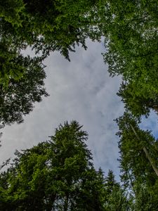 Preview wallpaper trees, forest, bottom view, sky