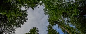 Preview wallpaper trees, forest, bottom view, sky