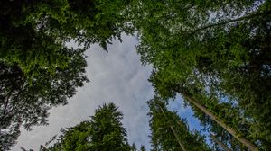 Preview wallpaper trees, forest, bottom view, sky