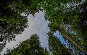 Preview wallpaper trees, forest, bottom view, sky