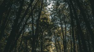 Preview wallpaper trees, forest, bottom view, branches
