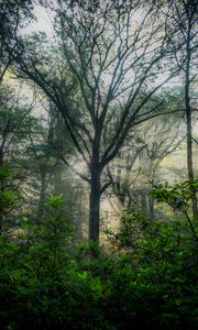 Preview wallpaper trees, forest, branches, leaves, nature