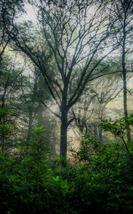 Preview wallpaper trees, forest, branches, leaves, nature