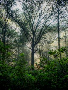 Preview wallpaper trees, forest, branches, leaves, nature