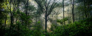 Preview wallpaper trees, forest, branches, leaves, nature