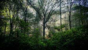 Preview wallpaper trees, forest, branches, leaves, nature