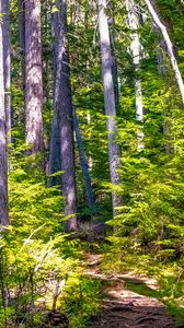 Preview wallpaper trees, forest, branches, light, nature