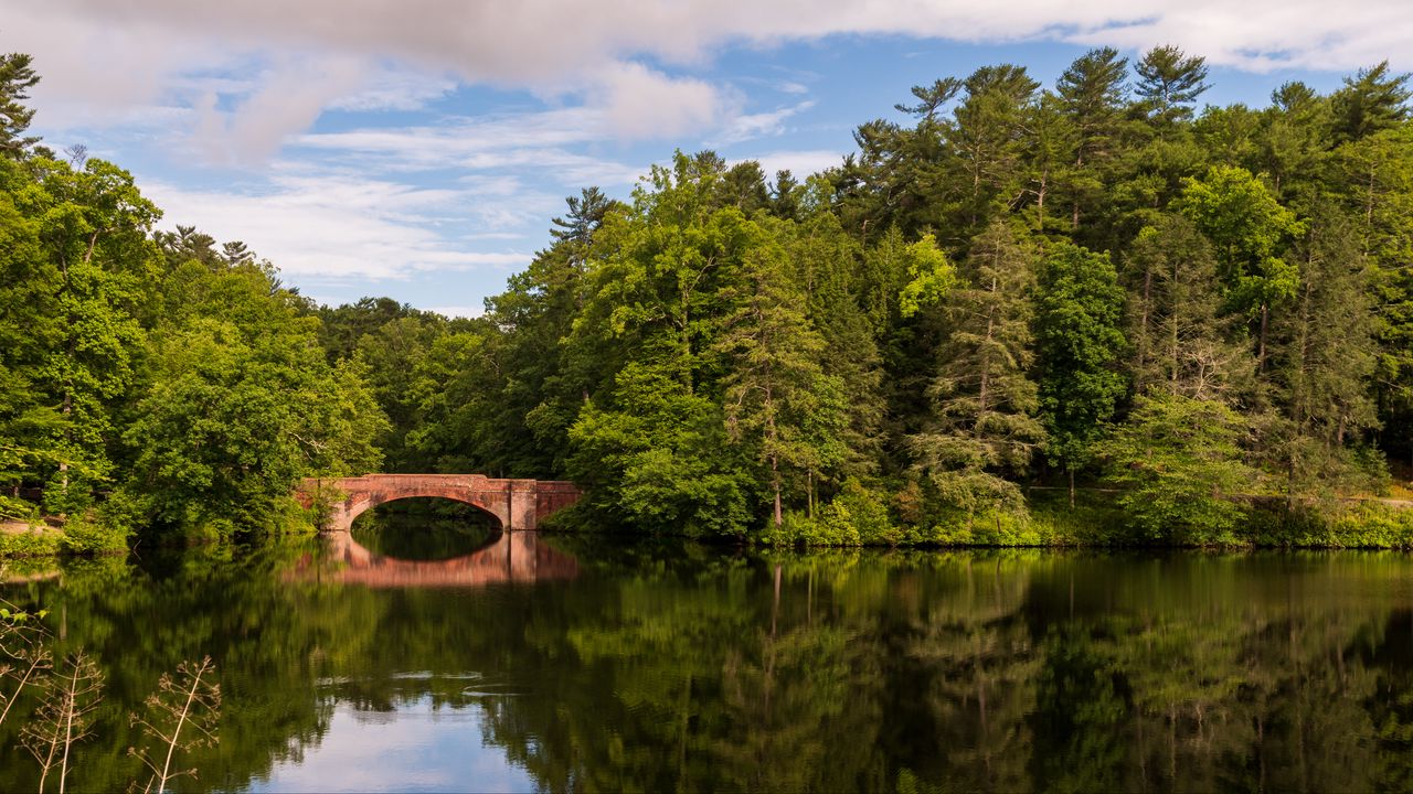 Wallpaper trees, forest, bridge, water