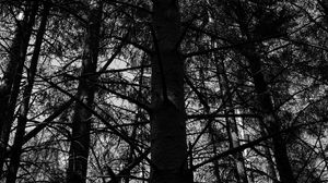 Preview wallpaper trees, forest, bw, nature